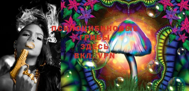 Псилоцибиновые грибы Psilocybe  Олонец 